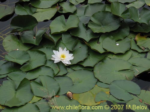 Imágen de Nymphaea alba (Loto). Haga un clic para aumentar parte de imágen.