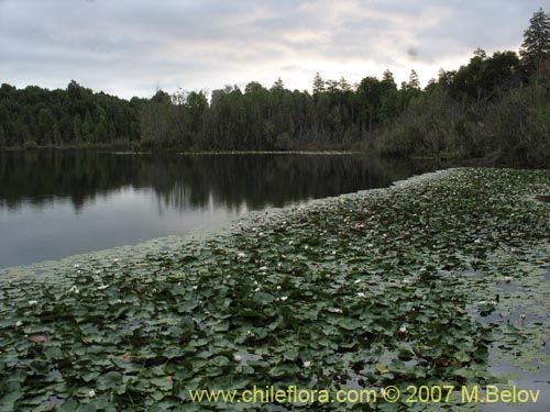 Imágen de Nymphaea alba (Loto). Haga un clic para aumentar parte de imágen.