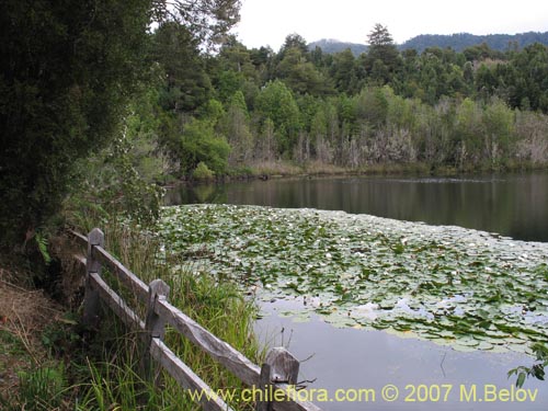 Image of Nymphaea alba (Loto). Click to enlarge parts of image.