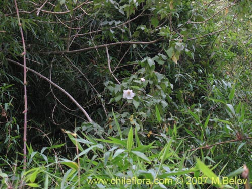 Corynabutilon vitifolium의 사진