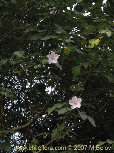 Image of Corynabutilon vitifolium (Huella). Click to enlarge parts of image.