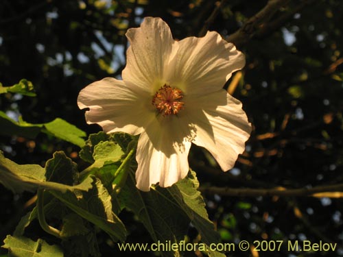 Фотография Corynabutilon vitifolium (Huella). Щелкните, чтобы увеличить вырез.