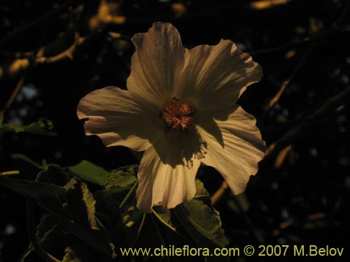 Corynabutilon vitifolium的照片