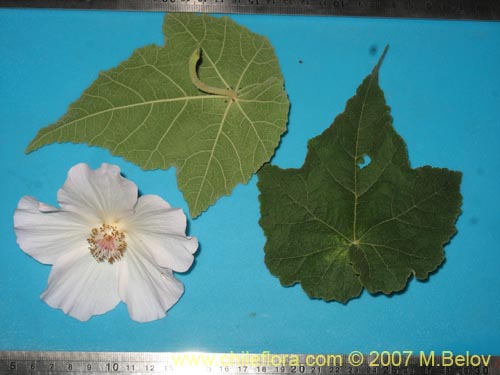 Imágen de Corynabutilon vitifolium (Huella). Haga un clic para aumentar parte de imágen.