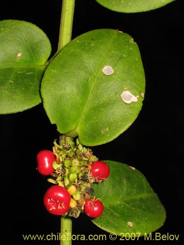 Image of Ercilla syncarpellata (). Click to enlarge parts of image.