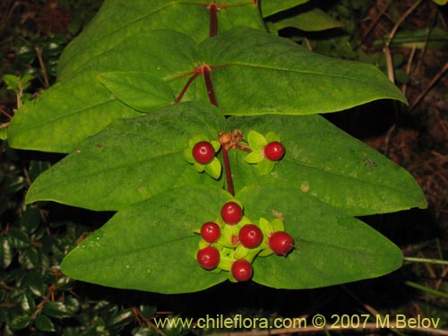 Image of Hypericum androsaemum (Toda buena / Toda santa / Androsema). Click to enlarge parts of image.