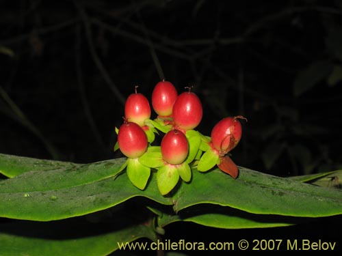 Imágen de Hypericum androsaemum (Toda buena / Toda santa / Androsema). Haga un clic para aumentar parte de imágen.