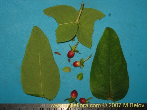未確認の植物種 sp. #1834の写真