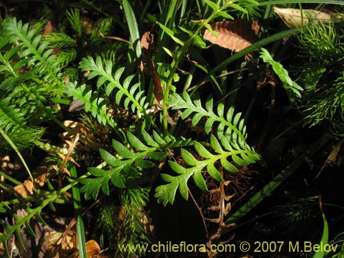 未確認の植物種 sp. #1932の写真