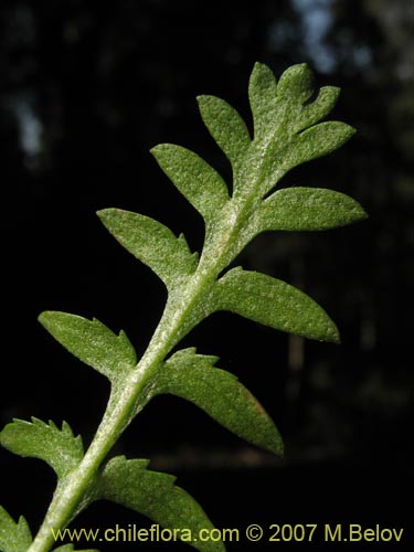 Image of Unidentified Plant sp. #1932 (). Click to enlarge parts of image.