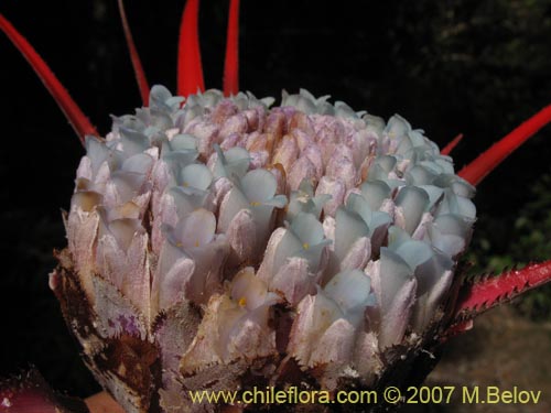 Bild von Fascicularia bicolor (Puñeñe / Chupón / Chupalla). Klicken Sie, um den Ausschnitt zu vergrössern.