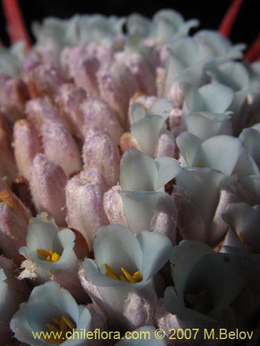 Image of Fascicularia bicolor (Puñeñe / Chupón / Chupalla). Click to enlarge parts of image.