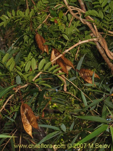 Bild von Campsidium valdivianum (Pilpilvoqui / Voqui de canasta). Klicken Sie, um den Ausschnitt zu vergrössern.