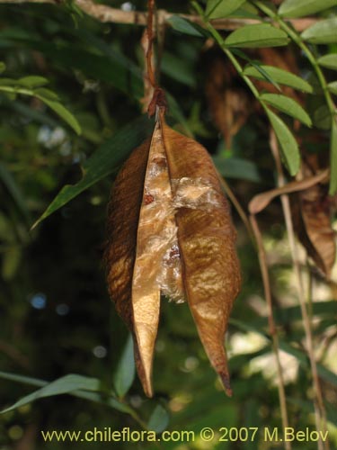 Bild von Campsidium valdivianum (Pilpilvoqui / Voqui de canasta). Klicken Sie, um den Ausschnitt zu vergrössern.