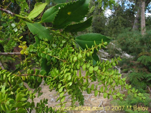 Imágen de Antidaphne punctulata (). Haga un clic para aumentar parte de imágen.