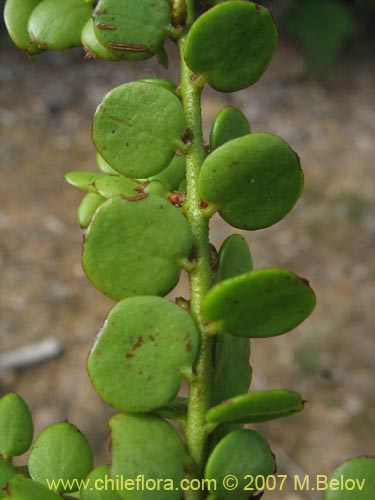 Bild von Antidaphne punctulata (). Klicken Sie, um den Ausschnitt zu vergrössern.