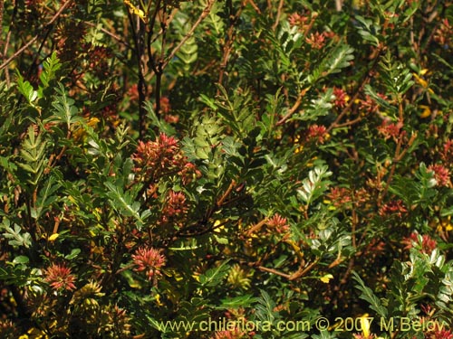 Bild von Weinmannia trichosperma (Tineo / Palo santo). Klicken Sie, um den Ausschnitt zu vergrössern.