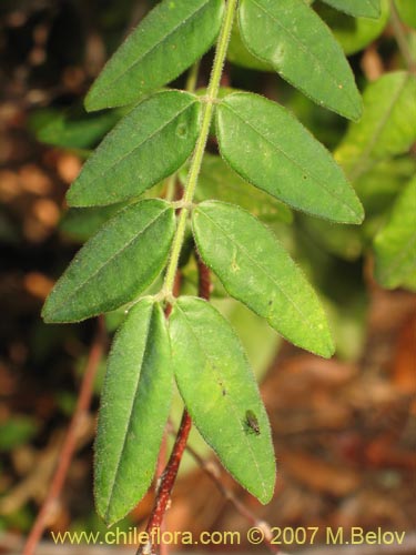 没断定的植物 sp. #1801的照片