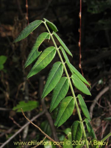 Imágen de Planta no identificada sp. #1801 (). Haga un clic para aumentar parte de imágen.