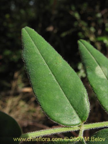 没断定的植物 sp. #1801的照片