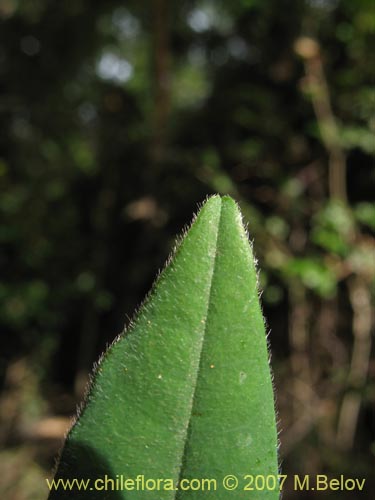 未確認の植物種 sp. #1801の写真