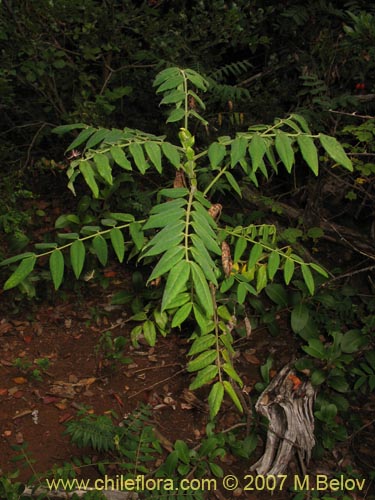 Imágen de Planta no identificada sp. #1801 (). Haga un clic para aumentar parte de imágen.