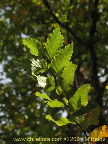 Image of Nothofagus glauca (Hualo). Click to enlarge parts of image.