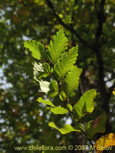 Bild von Nothofagus glauca (Hualo). Klicken Sie, um den Ausschnitt zu vergrössern.