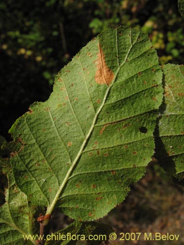 Image of Nothofagus glauca (Hualo). Click to enlarge parts of image.