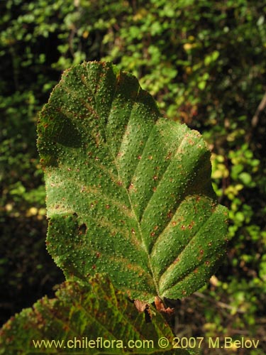 Image of Nothofagus glauca (Hualo). Click to enlarge parts of image.