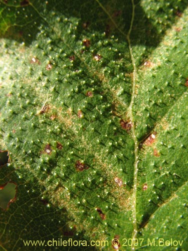 Bild von Nothofagus glauca (Hualo). Klicken Sie, um den Ausschnitt zu vergrössern.