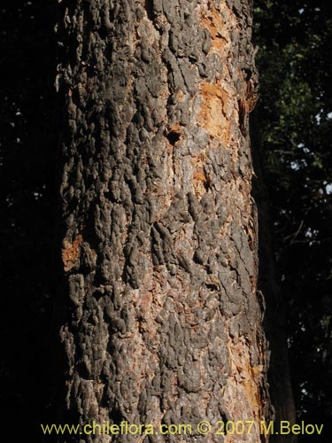 Bild von Nothofagus glauca (Hualo). Klicken Sie, um den Ausschnitt zu vergrössern.