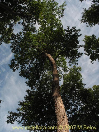 Bild von Nothofagus glauca (Hualo). Klicken Sie, um den Ausschnitt zu vergrössern.