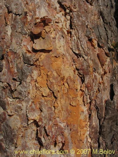 Image of Nothofagus glauca (Hualo). Click to enlarge parts of image.