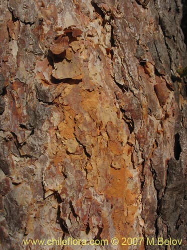 Bild von Nothofagus glauca (Hualo). Klicken Sie, um den Ausschnitt zu vergrössern.