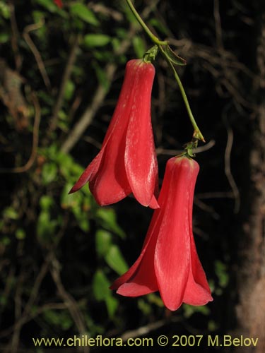 Фотография Lapageria rosea (Copihue). Щелкните, чтобы увеличить вырез.