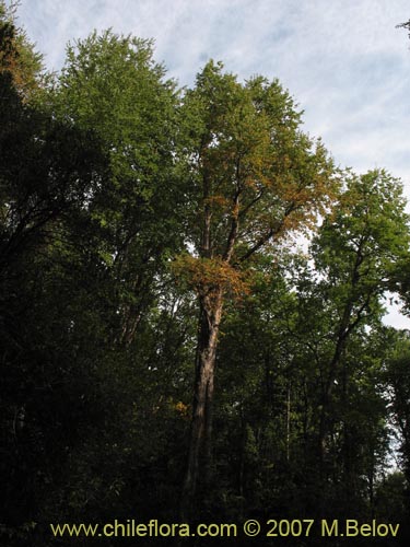 Image of Nothofagus glauca (Hualo). Click to enlarge parts of image.