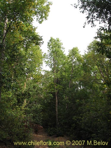 Image of Nothofagus glauca (Hualo). Click to enlarge parts of image.