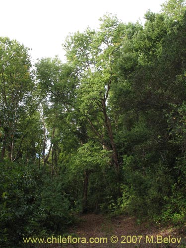 Bild von Nothofagus glauca (Hualo). Klicken Sie, um den Ausschnitt zu vergrössern.