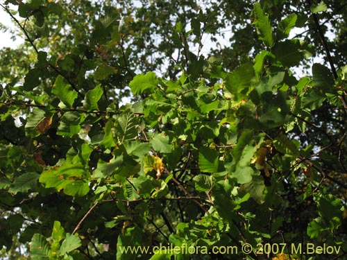 Bild von Nothofagus glauca (Hualo). Klicken Sie, um den Ausschnitt zu vergrössern.