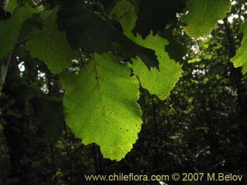 Bild von Nothofagus glauca (Hualo). Klicken Sie, um den Ausschnitt zu vergrössern.