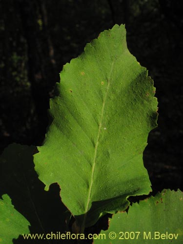 Bild von Nothofagus glauca (Hualo). Klicken Sie, um den Ausschnitt zu vergrössern.