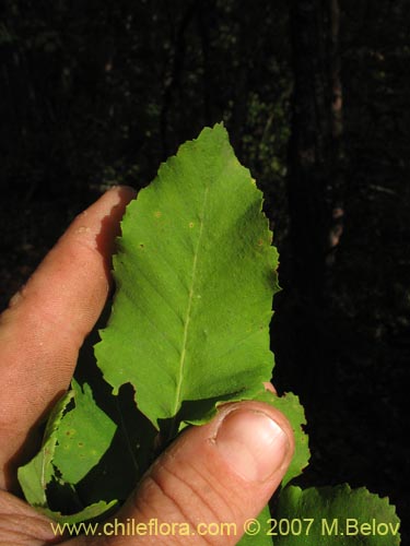 Bild von Nothofagus glauca (Hualo). Klicken Sie, um den Ausschnitt zu vergrössern.