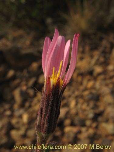 Bild von Asteraceae sp. #1800 (). Klicken Sie, um den Ausschnitt zu vergrössern.
