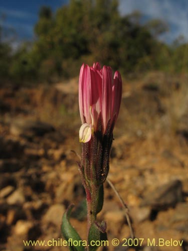 Imágen de Asteraceae sp. #1800 (). Haga un clic para aumentar parte de imágen.