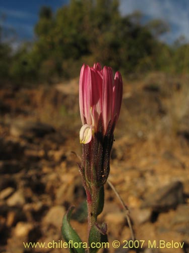 Фотография Asteraceae sp. #1800 (). Щелкните, чтобы увеличить вырез.