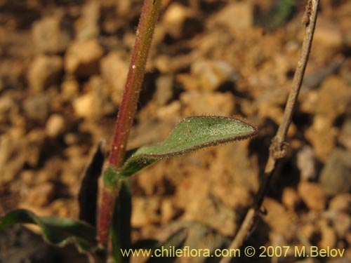 Bild von Asteraceae sp. #1800 (). Klicken Sie, um den Ausschnitt zu vergrössern.