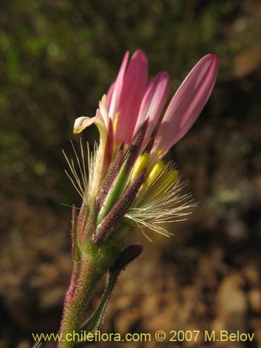 Bild von Asteraceae sp. #1800 (). Klicken Sie, um den Ausschnitt zu vergrössern.
