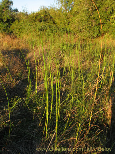 Imágen de Equisetum giganteum (). Haga un clic para aumentar parte de imágen.