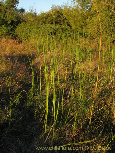 Equisetum giganteumの写真